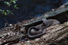brown water snake, Francis Beidler Forest, SC